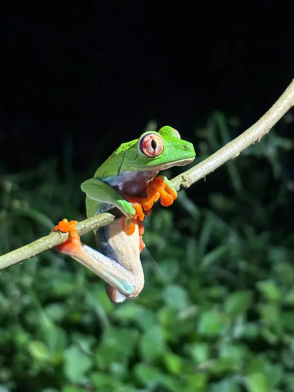 I no like green frogs